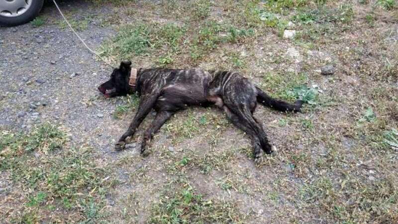 El perro muerto (Foto TA)